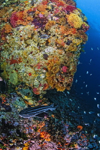 ~ Just a Pajama Shark ~
And a lively colourful reef. by Geo Cloete 